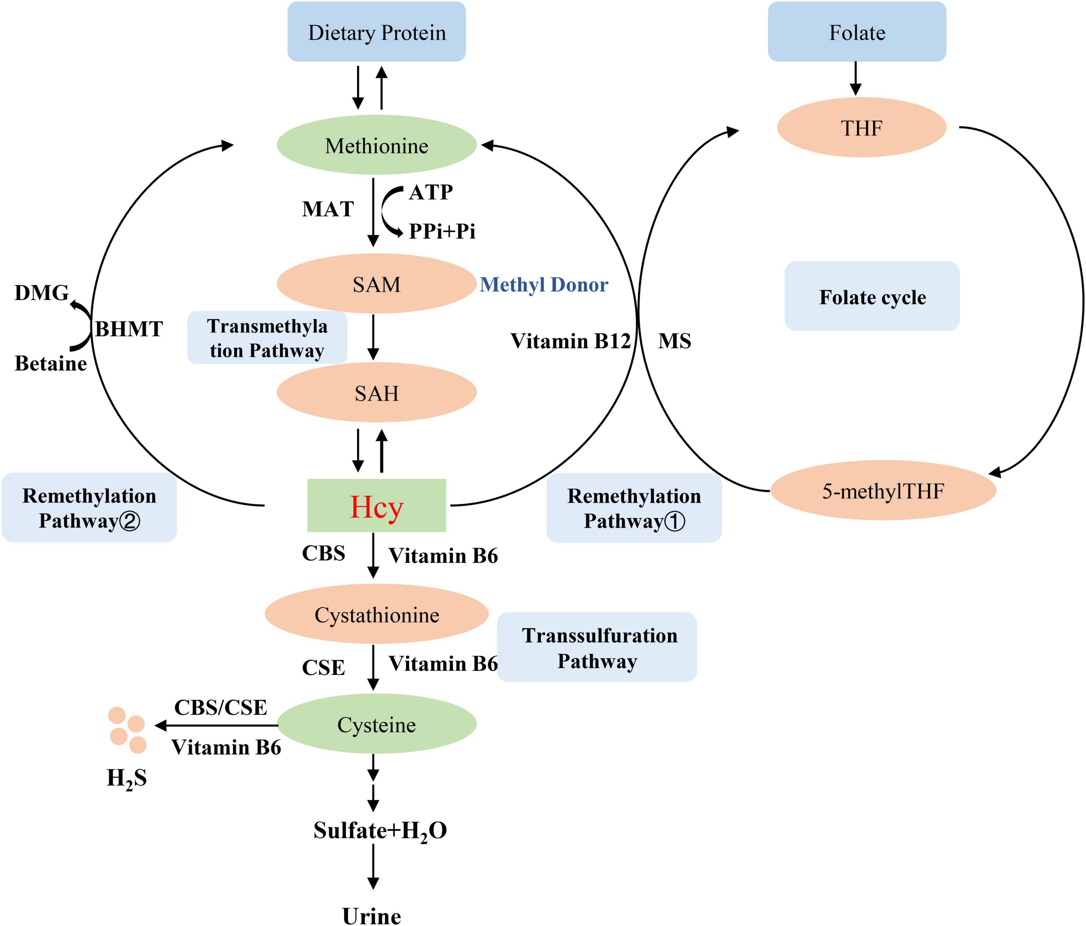Mechanism of homocysteine-mediated endothelial injury and its consequences for atherosclerosis